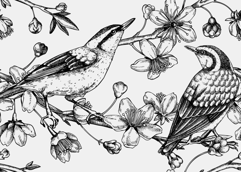 Nuthatches on cherry blossom sketch background in engraved style. Vintage spring seamless pattern with contoured birds and sakura drawing. Botanical vector illustration of blooming tree branches.